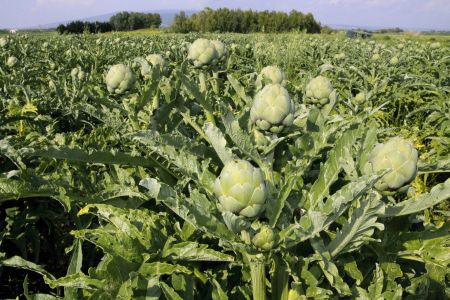 Campo Carciofi Madrigal